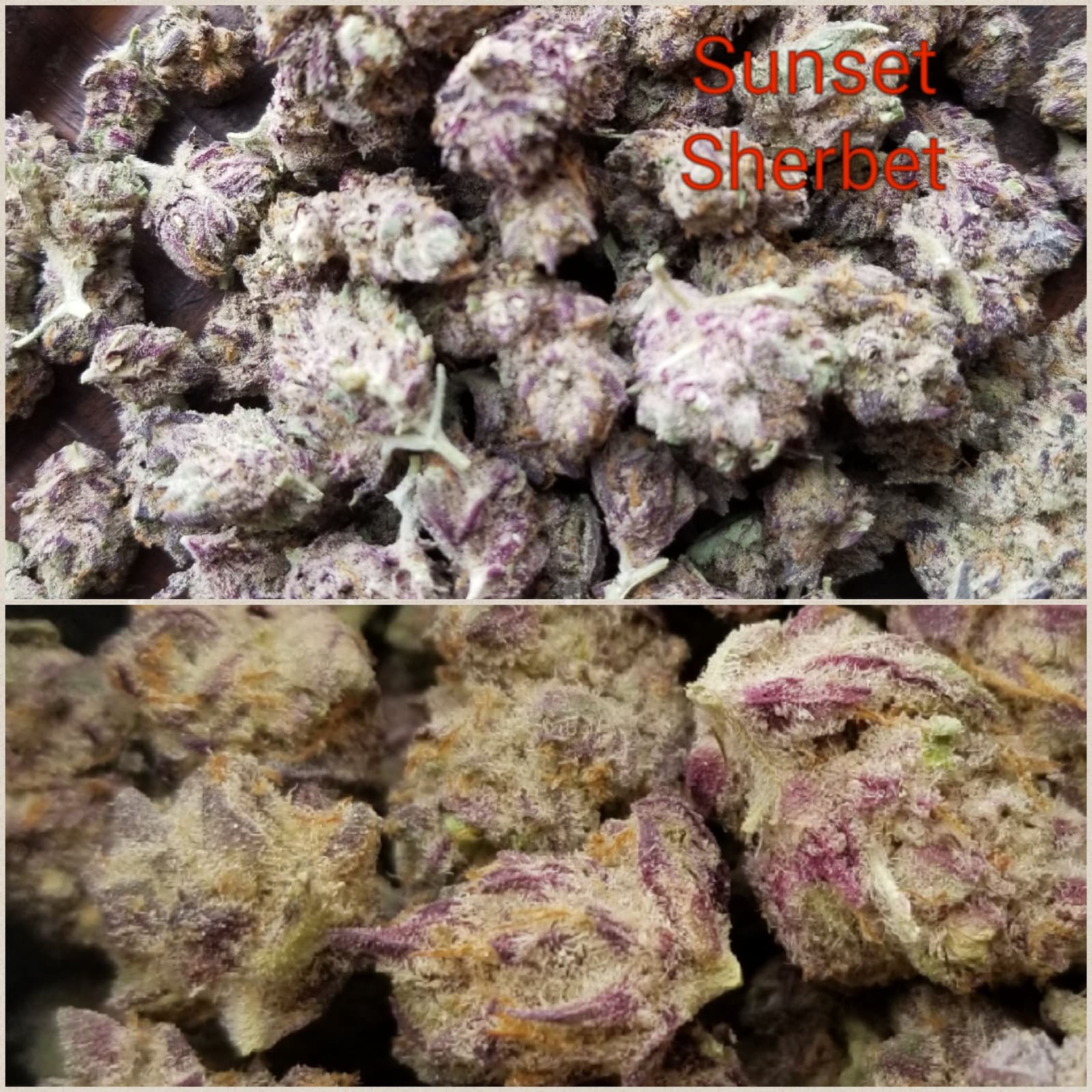 Sunset Sherbet